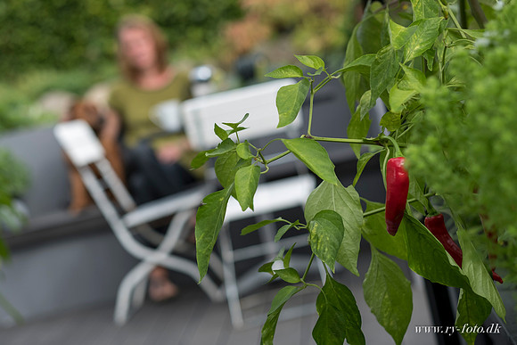 Drivhus - fotograf Per Bille-20160918-0099-2