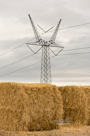 Halm - print - Fotograf_Per_Bille-20130725-_C8B8861