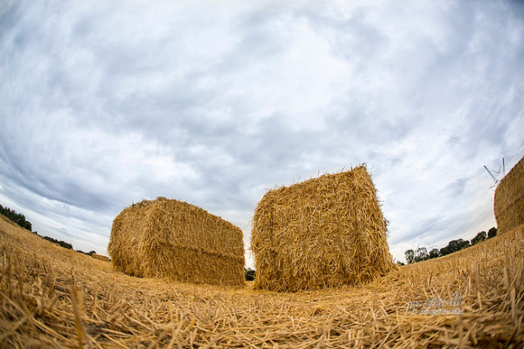 Halm - print - Fotograf_Per_Bille-20130725-_C8B8835