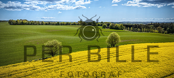 Rapsmark-print-Fotograf Per Bille 20250505-2
