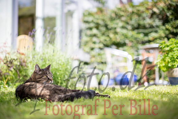 Anne og Anna-20140701-7957