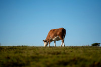 Køer - print -  Fotograf_Per_Bille-20201016-07570