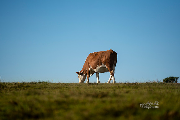 Køer - print -  Fotograf_Per_Bille-20201016-07570