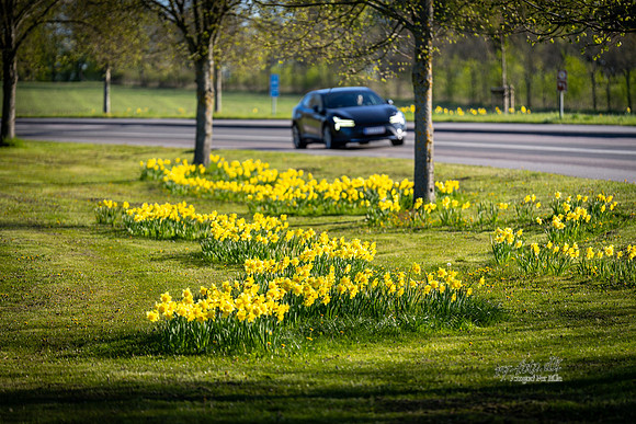 Forår Gl. Rye-web- Fotograf Per Bille-20260501-AAA00843