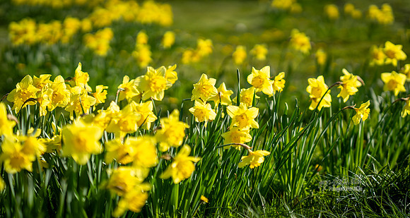 Forår Gl. Rye-web- Fotograf Per Bille-20260501-AAA00876