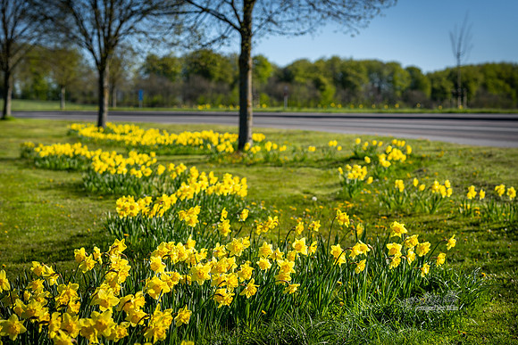Forår Gl. Rye-web- Fotograf Per Bille-20260501-AAA00874
