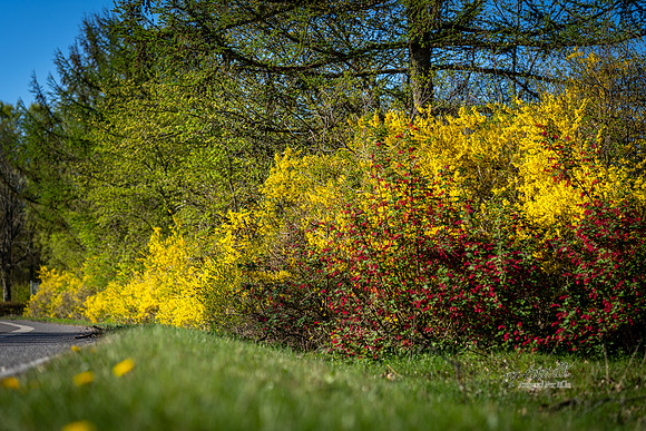 Forår Gl. Rye-web- Fotograf Per Bille-20260501-AAA00888