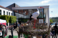 Sløngeldage lørdag - web - Fotograf Per Bille-20190525-09662