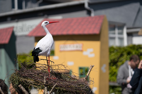 Sløngeldage lørdag - web - Fotograf Per Bille-20190525-09992