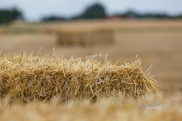 Halm - print - Fotograf_Per_Bille-20130725-_C8B8851-Edit