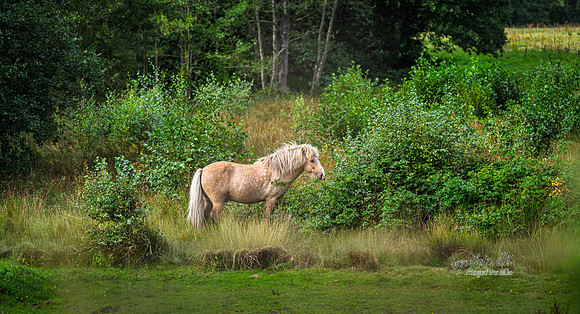 Emborg bro-web- Fotograf Per Bille-20260906-DSC00820