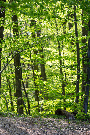 natur-8502