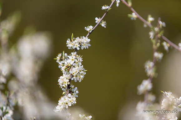 natur-8514