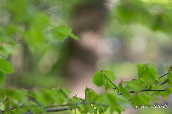 natur-8520