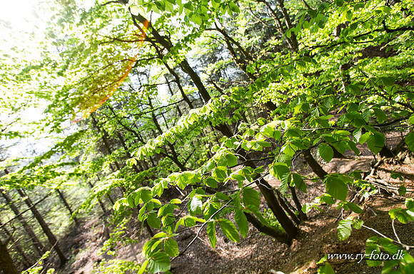 natur-8539