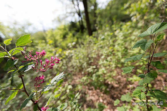 natur-8570