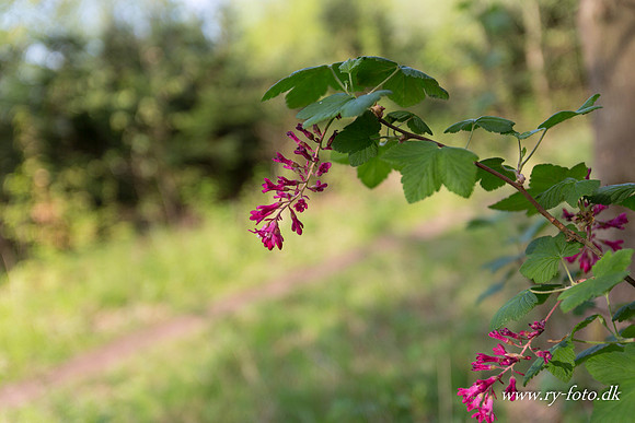 natur-8578