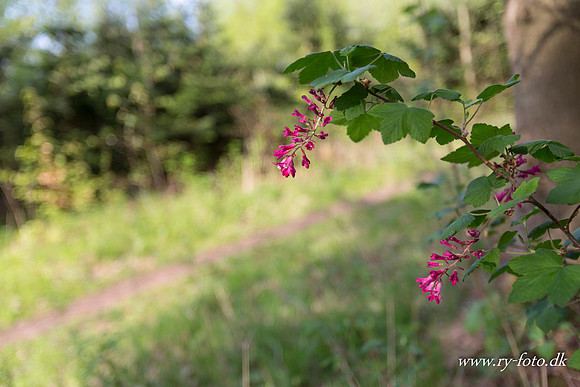 natur-8580