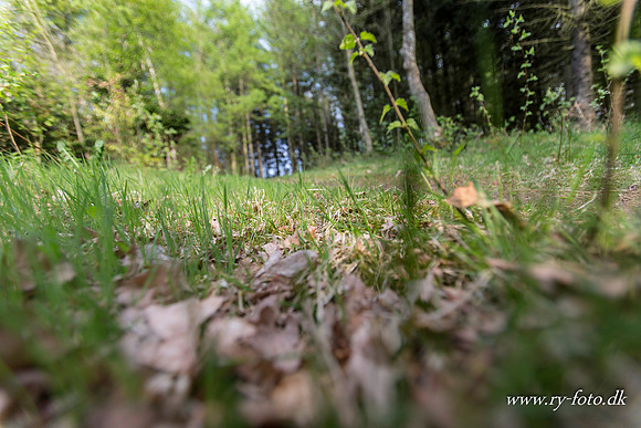 natur-8603