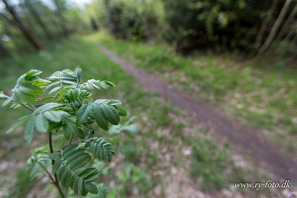 natur-8616