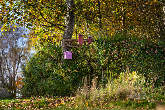 Efterår - Knudsø skolen-web-Fotograf Per Bille-20241102DSC03676