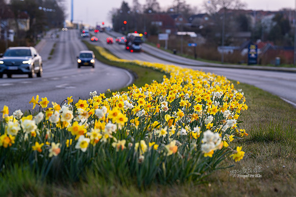 Skanderborg-web-fotograf Per Bille-20250407AAA06343