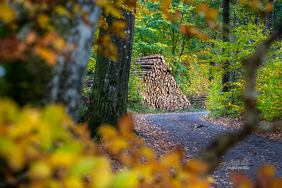 Efterårs skov - Sletten-web-Fotograf Per Bille 20251028-AAA05037