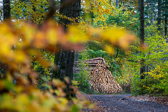 Efterårs skov - Sletten-print-Fotograf Per Bille 20251028-AAA05041