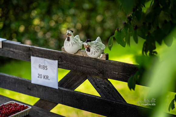 Boes-web - Fotograf Per Bille-20250717-AAA00955
