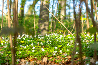 Khynsminde - Ry-web -fotograf Per Bille-20250424AAA01321
