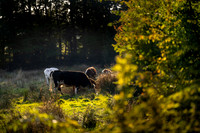 Efterår - Ravnsø-print-Fotograf Per Bille-20240922DSC08028