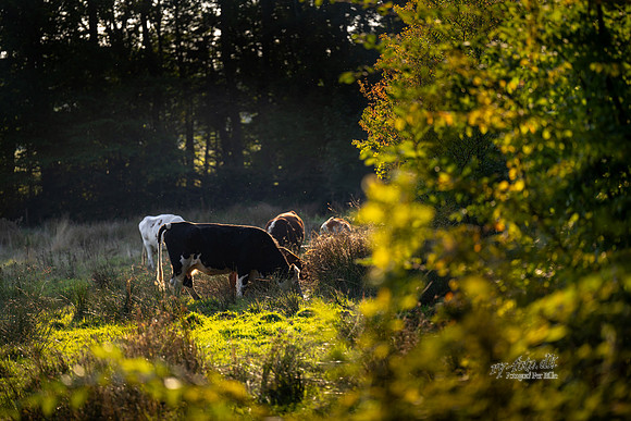 Efterår - Ravnsø-web-Fotograf Per Bille-20240922DSC08028