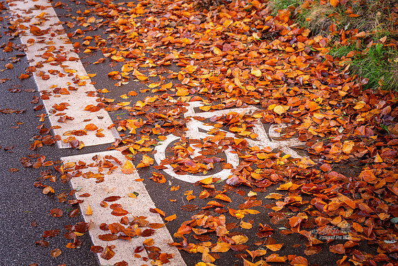 Cykelsti efterår-web-Fotograf Per Bille 20251103-AAA05802