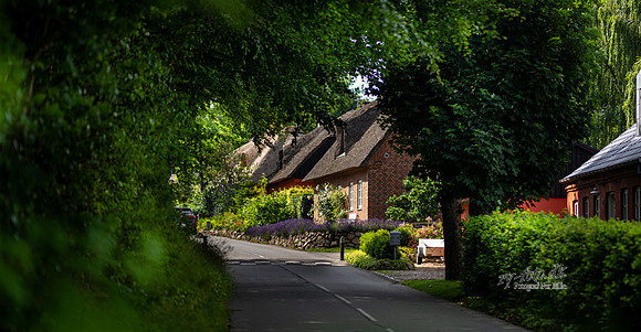 Boes-web - Fotograf Per Bille-20250717-AAA00951
