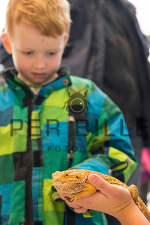 fastelavn-20150214-7599