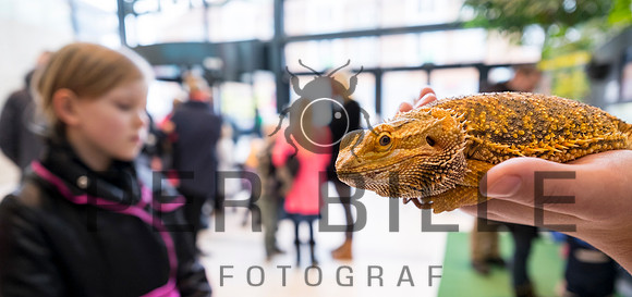 fastelavn-20150214-7552