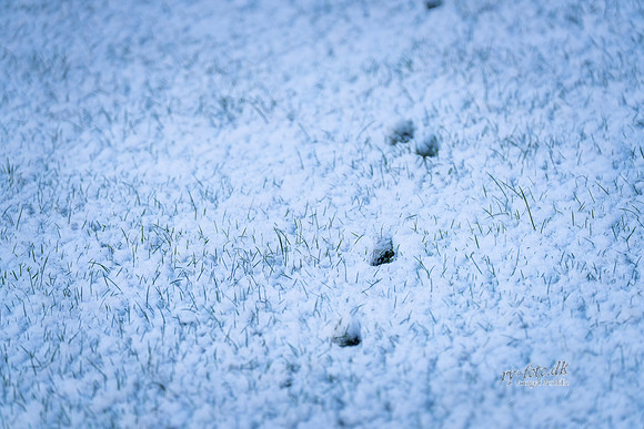 Vinter Skanderborg-web-Fotograf Per Bille-20250103AAA06031