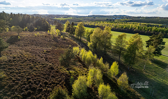 Langebakke - Ry-web -fotograf Per Bille-20250424DJI_0339
