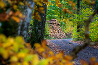 Efterårs skov - Sletten-print-Fotograf Per Bille 20251028-AAA05037