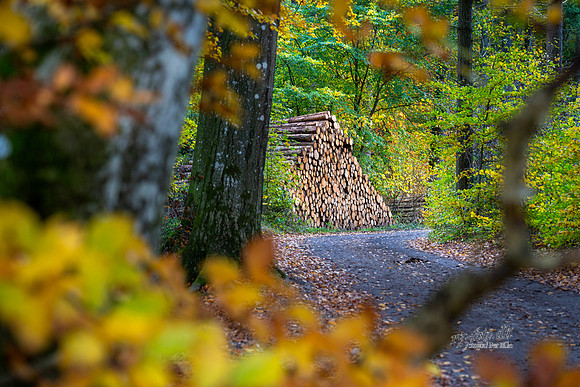 Efterårs skov - Sletten-print-Fotograf Per Bille 20251028-AAA05037