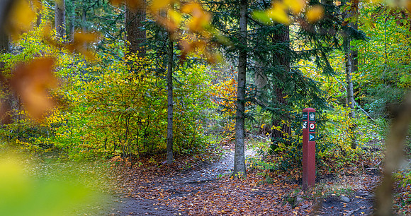 Efterårs skov - Sletten-web-Fotograf Per Bille 20251028-AAA05039