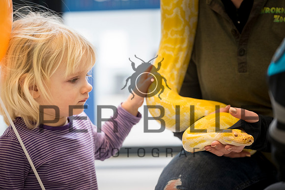 fastelavn-20150214-7584