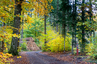 Efterårs skov - Sletten-web-Fotograf Per Bille 20251028-AAA05034