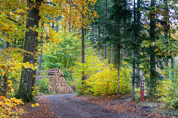 Efterårs skov - Sletten-web-Fotograf Per Bille 20251028-AAA05034