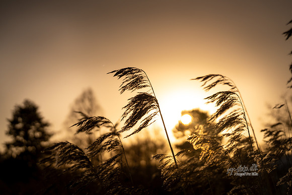 Vinter Skanderborg-web-Fotograf Per Bille-20250103AAA06335