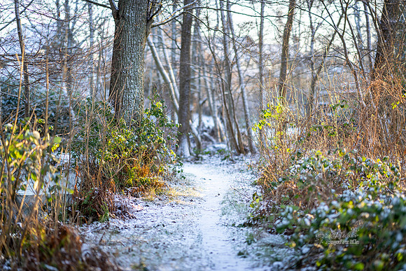 Vinter Ry-print-Fotograf Per Bille-20250103AAA05980