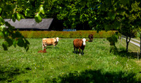 Jeksen Dal-print-fotograf Per Bille-20250512_DSF1485