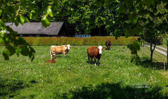 Jeksen Dal-print-fotograf Per Bille-20250512_DSF1485