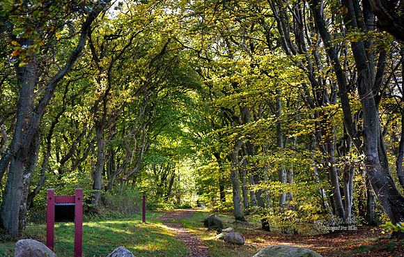 Efterår Ry-web  - Fotograf Per Bille-20211021-DSC07537