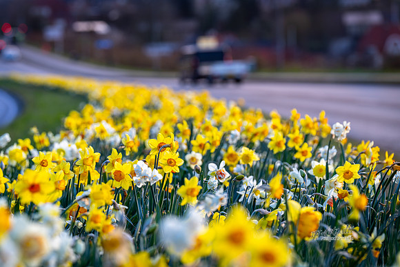 Skanderborg-web-fotograf Per Bille-20250407AAA06346